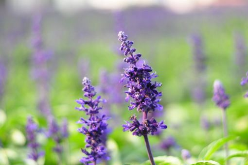 薰衣草世界在哪？薰衣草世界景点介绍