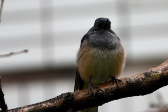 明阳山庄在哪？明阳山庄景点介绍