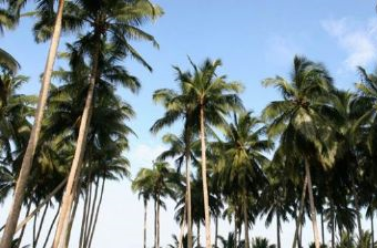 椰子大观园在哪？椰子大观园景点介绍