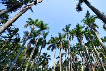 山地雨林在哪？山地雨林景点介绍