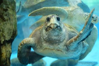 北部湾海洋文化公园在哪？北部湾海洋文化公园景点介绍
