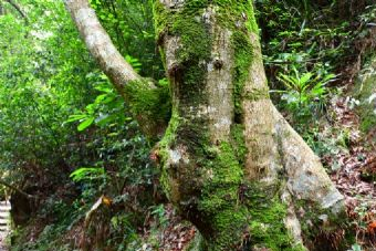 黎母山森林公园在哪?黎母山森林公园景点介绍