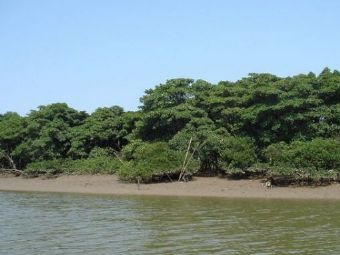 北海红树林在哪？北海红树林景点介绍