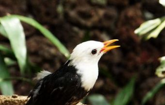 海南热带飞禽世界在哪？海南热带飞禽世界景点介绍