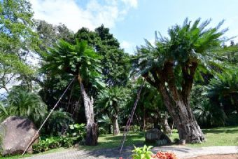 万宁白水岭热带森林在哪？万宁白水岭热带森林景点介绍