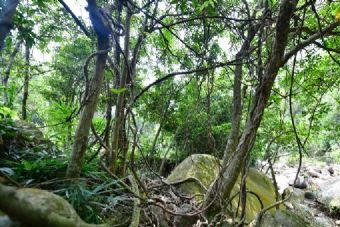 平天山森林公园在哪？平天山森林公园景点介绍