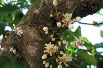 兴隆热带植物园在哪？兴隆热带植物园景点介绍