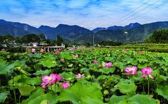环湖碧荷园在哪？环湖碧荷园景点介绍
