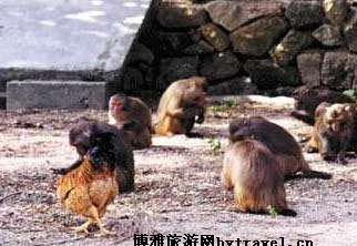 猕猴岭在哪？猕猴岭景点介绍