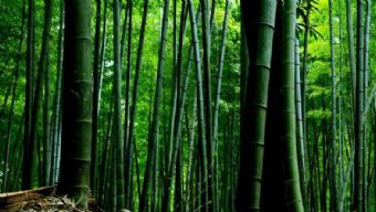 三宝古镇在哪?三宝古镇景点介绍
