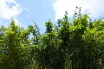 蜀南竹海在哪？蜀南竹海景点介绍