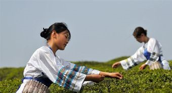 百花茶场在哪？百花茶场景点介绍