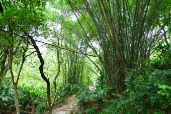 神木垒国家级森林公园在哪？神木垒国家级森林公园景点介绍