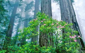 黑寶山森林公園在哪？黑寶山森林公園景點(diǎn)介紹