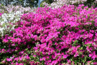 大山杜鹃花海在哪？大山杜鹃花海景点介绍