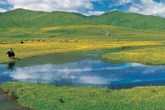 曼扎塘湿地大草原在哪？曼扎塘湿地大草原景点介绍