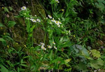 屏山老君山在哪?屏山老君山景点介绍