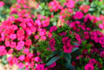 青峰寺森林公园在哪？青峰寺森林公园景点介绍