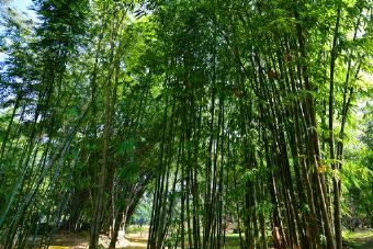 华山林场在哪？华山林场景点介绍