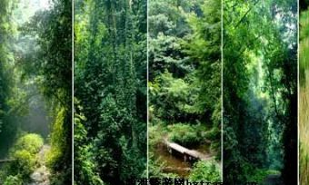 大板水国家森林公园在哪？大板水国家森林公园景点介绍