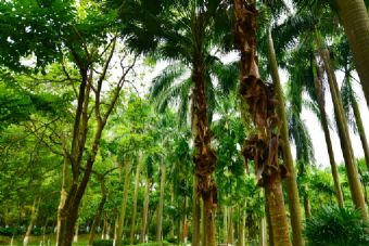 镇龙山国家森林公园在哪？镇龙山国家森林公园景点介绍