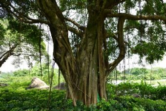 佛头山森林公园在哪？佛头山森林公园景点介绍