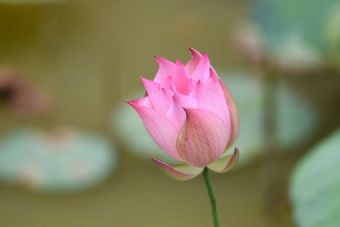 大智寺在哪？大智寺景点介绍