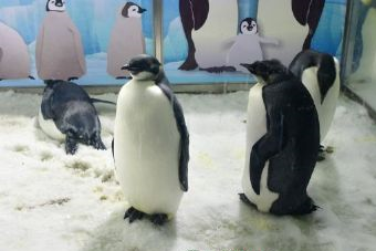 北海海洋水族馆在哪？北海海洋水族馆景点介绍