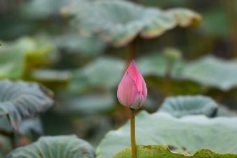 清化寺石佛在哪？清化寺石佛景点介绍