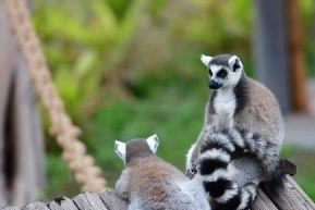 科爾莫登野生動物園在哪？科爾莫登野生動物園景點介紹