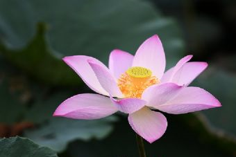 满洲里大觉禅寺景区在哪？满洲里大觉禅寺景区景点介绍