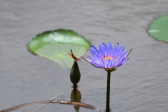 陈村清真寺在哪？陈村清真寺景点介绍