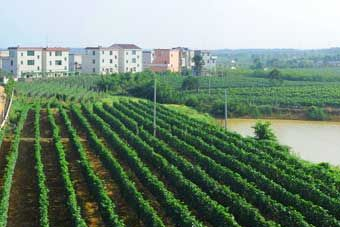 横江公塘村葡萄园在哪？横江公塘村葡萄园景点介绍