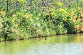 吉林集安霸王潮國家濕地公園在哪？吉林集安霸王潮國家濕地公園景點介紹