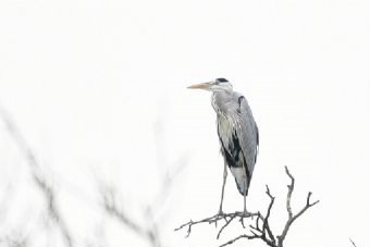 砀山黄河故道省级自然保护区在哪？砀山黄河故道省级自然保护区景点介绍