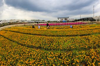 井冈山农业科技园在哪？井冈山农业科技园景点介绍