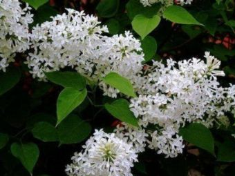 丁香山在哪？丁香山景点介绍