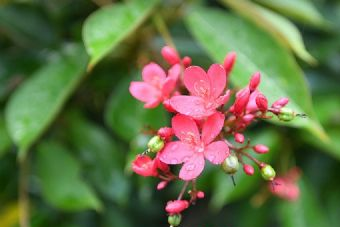 吉州区现代农业示范园在哪?吉州区现代农业示范园景点介绍