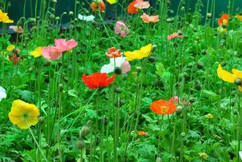 雙遼興隆古墓群在哪？雙遼興隆古墓群景點介紹