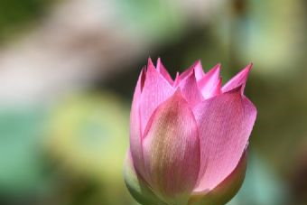 大明寺西花园在哪？大明寺西花园景点介绍