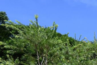 龙头山遗址在哪？龙头山遗址景点介绍