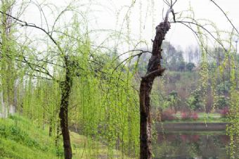 三峡大学在哪？三峡大学景点介绍