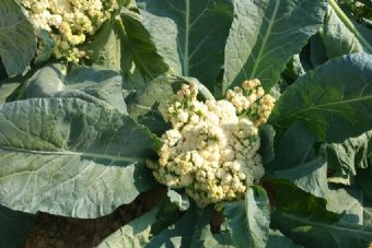 博昊生态农场在哪？博昊生态农场景点介绍