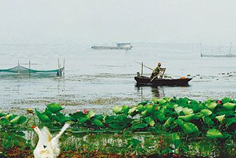 微山湖千岛湿地景区在哪?微山湖千岛湿地景区景点介绍