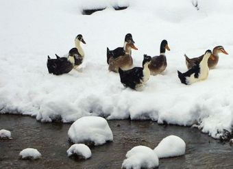 綠野生態園在哪？綠野生態園景點介紹