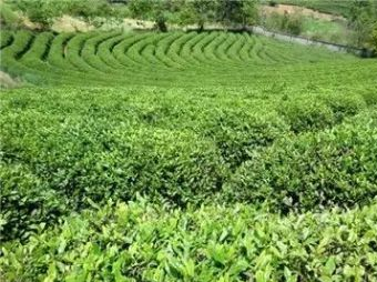 六虎山茶园在哪？六虎山茶园景点介绍