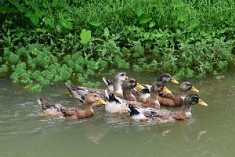 蒙城北淝河国家湿地公园在哪？蒙城北淝河国家湿地公园景点介绍