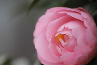 京山茶花源在哪？京山茶花源景点介绍