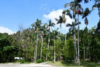 热带雨林奇观在哪？热带雨林奇观景点介绍
