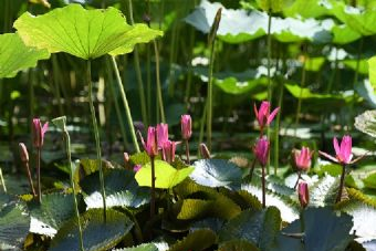 南滨农场在哪？南滨农场景点介绍